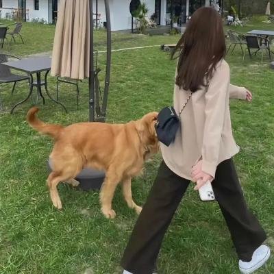 仙女教母